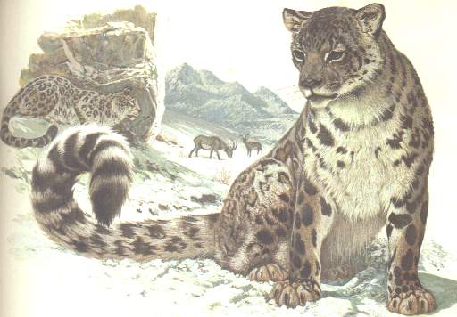 NEVE.jpg (31012 bytes)