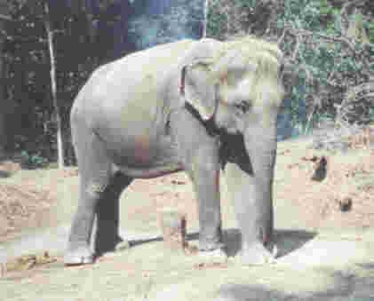 Elephant - Royal Chitwan National Park