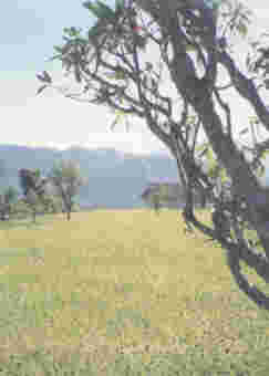 Nepal - Fields of Lentils