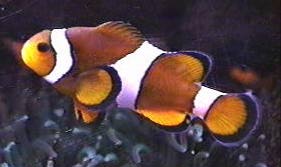 Fish of the Med. Seas