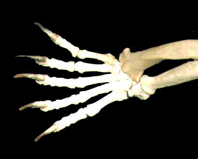 Mano