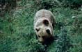 Rebuscando comida