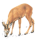 Corzo