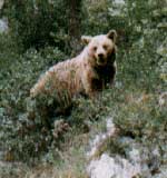 Tola