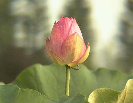 Lotus