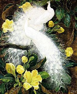 white peacocks