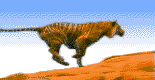 tigerrun