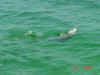 dolphin we saw off the Southern Star