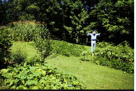 anim1.gif (878837 bytes)