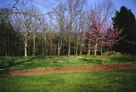 Pretty redbud 