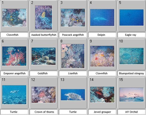 Red Sea Thumbnails