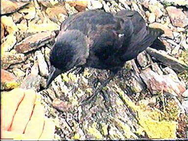 Un cuervo comiendo de mi mano