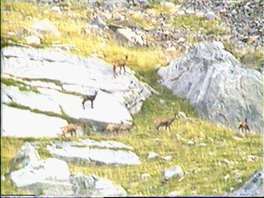 Una manada de rebecos