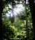 Picture of a Rainforest