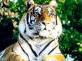 Picture of a Siberian Tiger
