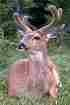 Picture of a Deer