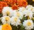 Picture of Dahlias