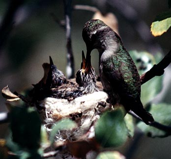 Hummingbird photo