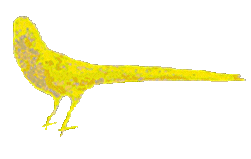 pheasant