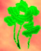 Shamrocks