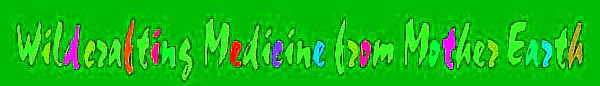 Wildcrafting Medicine from Mother Earth