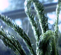 Yarrow Leaves