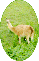 llama
