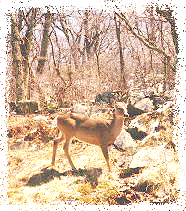 parkdeer