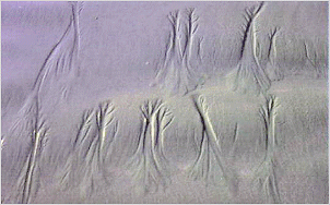 graphic1