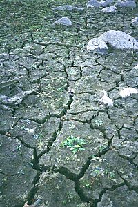 mudflat