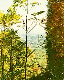 Foliage, photo by Paco Stein