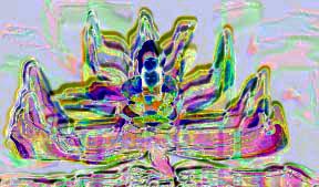 Lilies