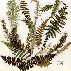 Weeds by John Waybright