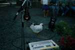 Chicken among our equipment