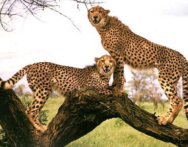 Cheetah