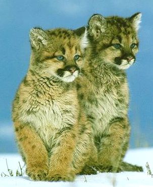 Cougar Kittens