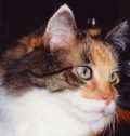 Arlene