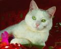 Chessie