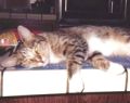 Cleo