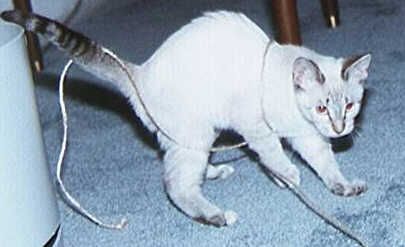 Cricket