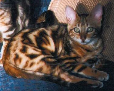 Kahlua