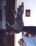 Max