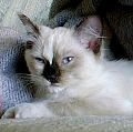 Rajah