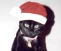 Santa Buddie