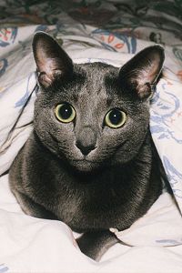 Boris
