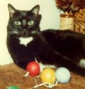 Tuxie