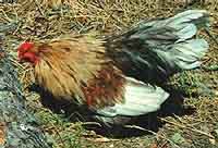 Foghorn