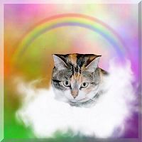 Kitty Lea