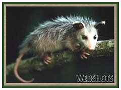 Opossum