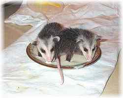 Opossum babes